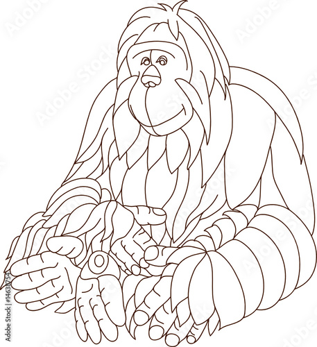 vector -  contour orangutan isolated on background