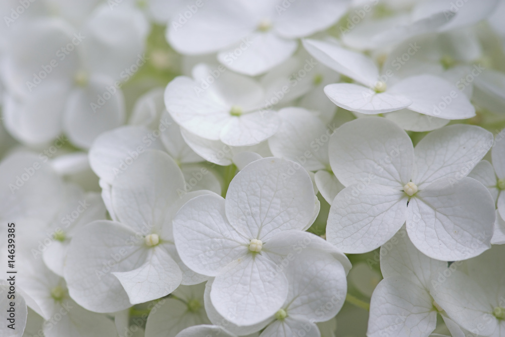 白い紫陽花 白い紫陽花