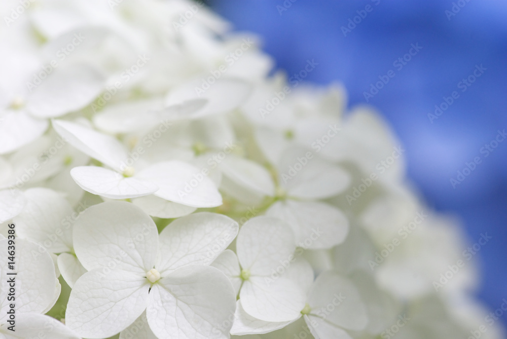 白い紫陽花 白い紫陽花