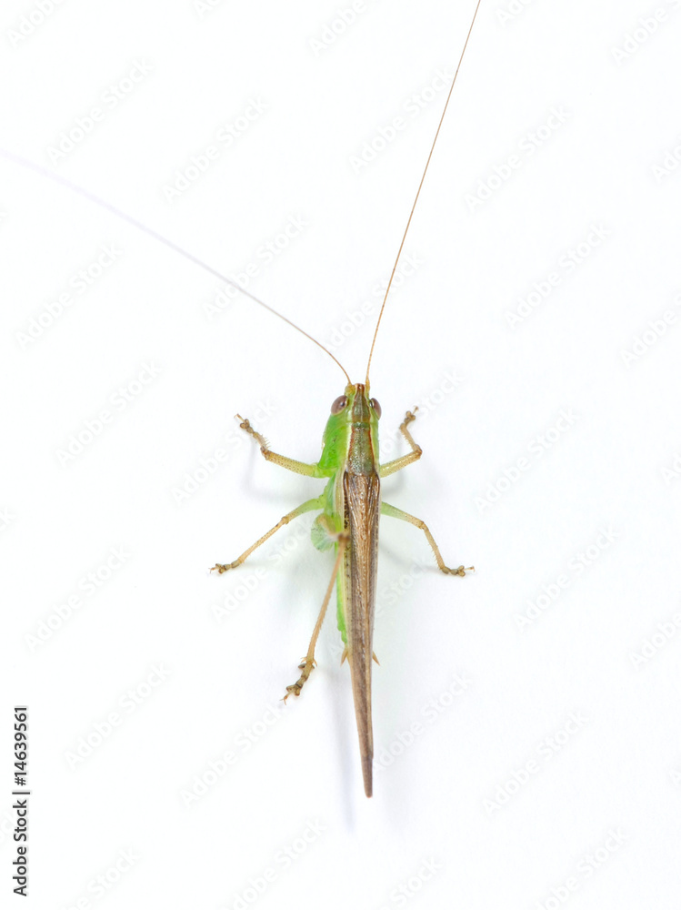 Insect Insect