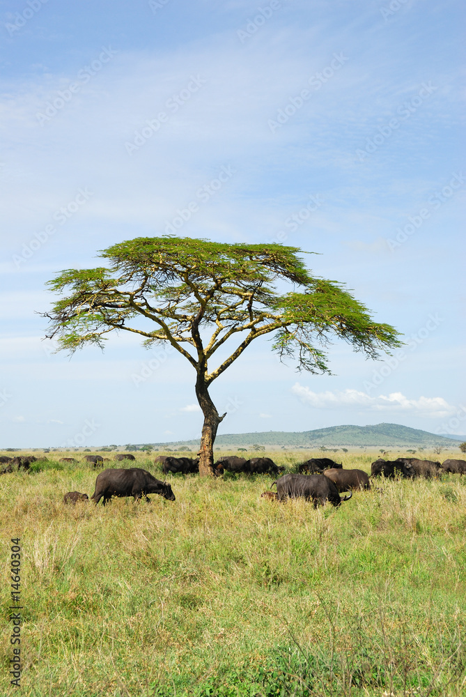Fototapeta premium Buffalos in Serengeti