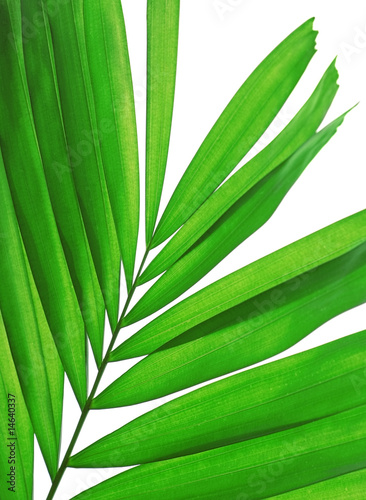 fresh palm leaf isolated
