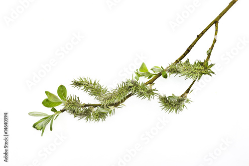 Branch of willow on white background
