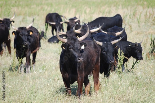 Photography Taureaux et vachettes de camargue, France