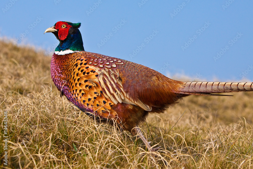 Fototapeta premium Pheasant male in the dunes