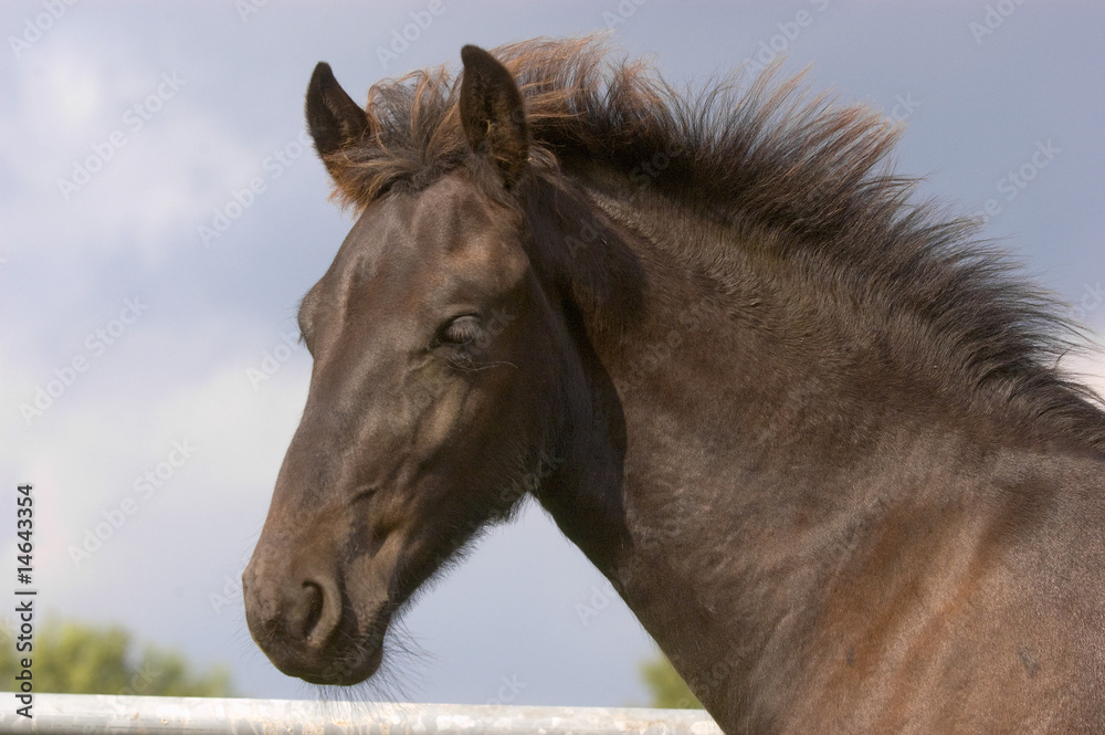 Obraz premium Friesen-Fohlen im Portrait