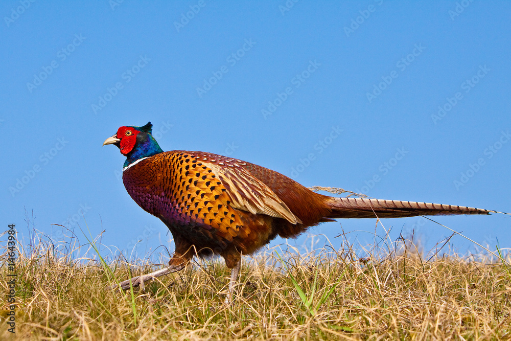 Fototapeta premium Pheasant male in the dunes