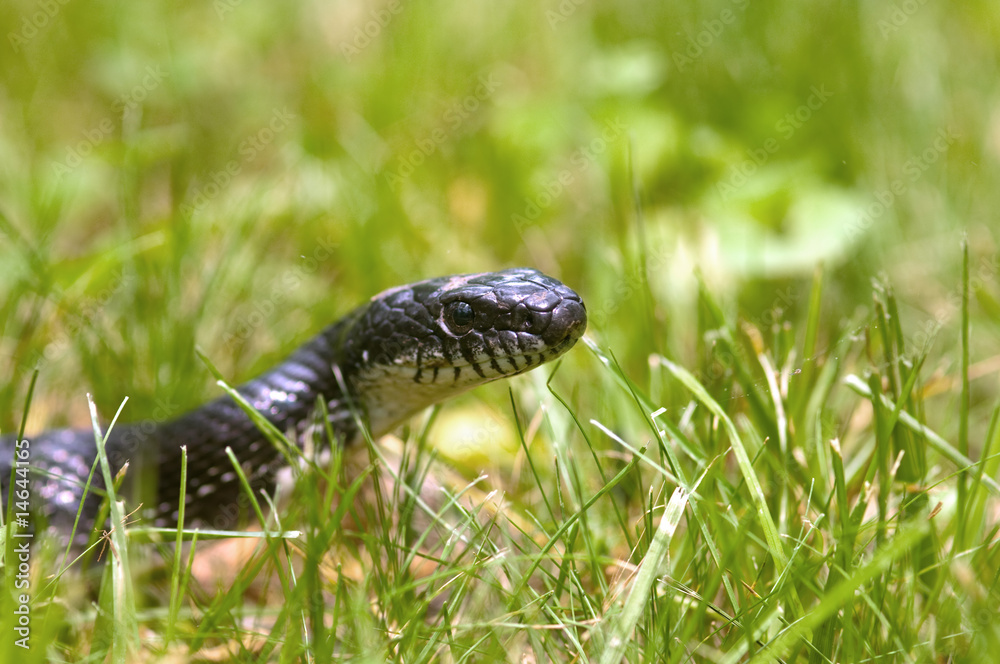 Fototapeta premium Black snake in the grass