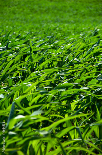 coltivazione di mais