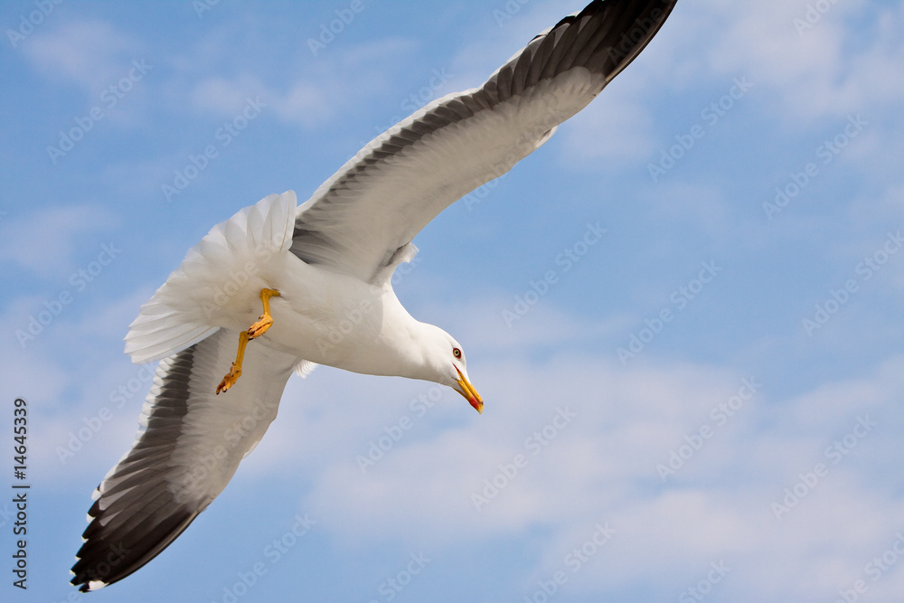 Seagull in blue sky Seagull in blue sky