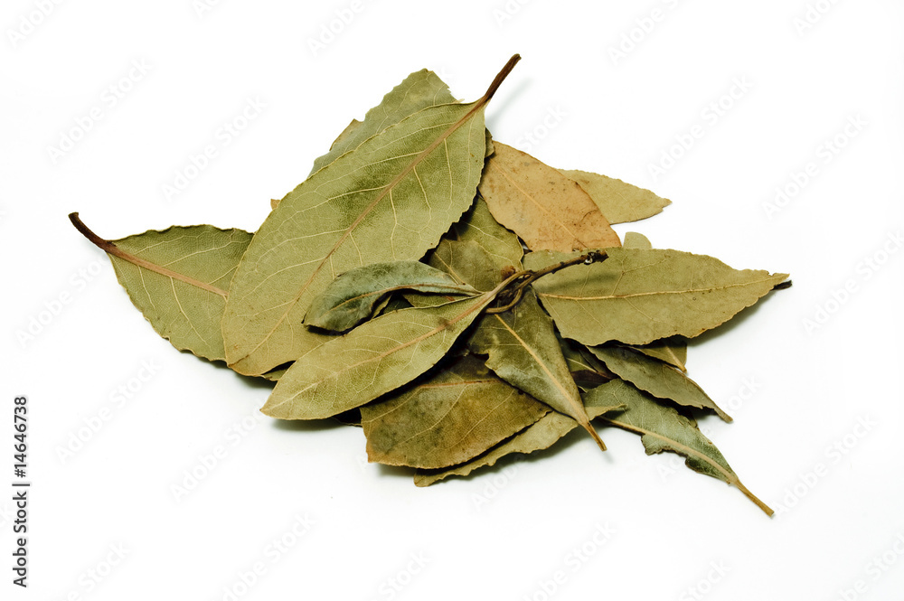 laurel laurel