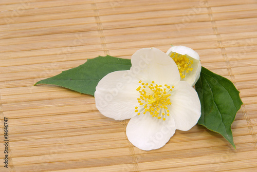 Bilde på lerret Jasmin - jasmine 13