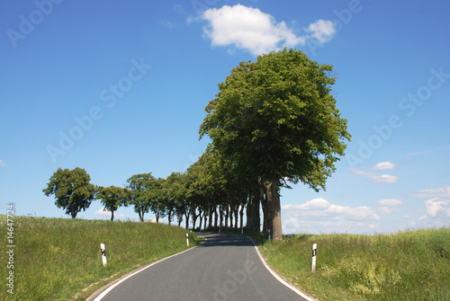 Lindenbäume an einer Landstraße im Weserbergland
