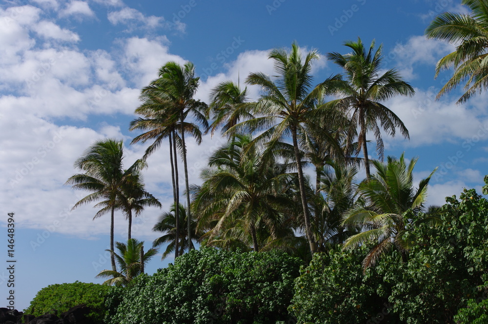 Palme hawaiane