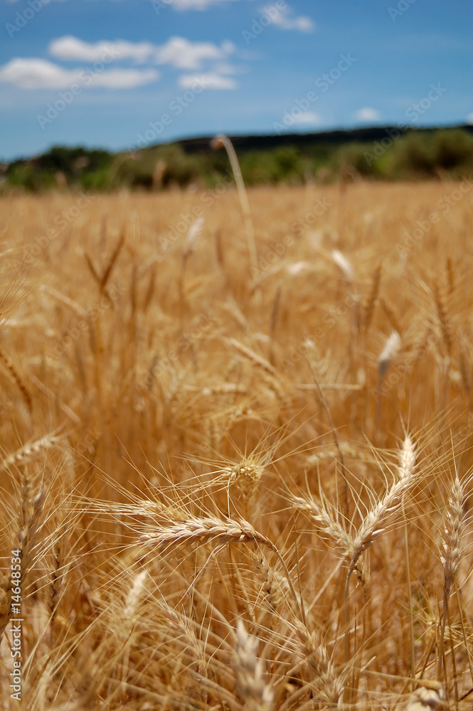 Fototapeta premium Harvest time - Ripe wheat field