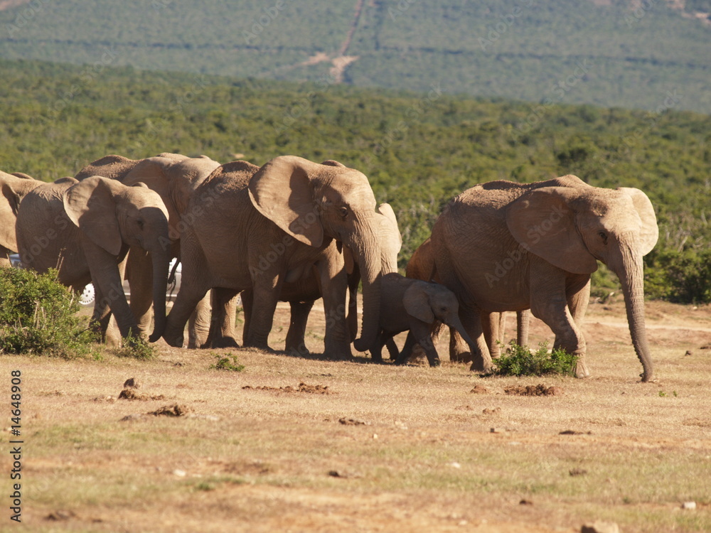 Obraz premium Elefantenherde