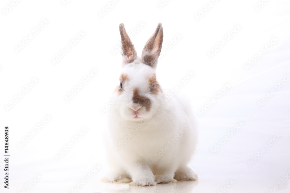 Fototapeta premium ウィンクウサギ