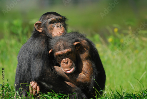 Photography close-up of two cute chimpanzees (Pan troglodytes)