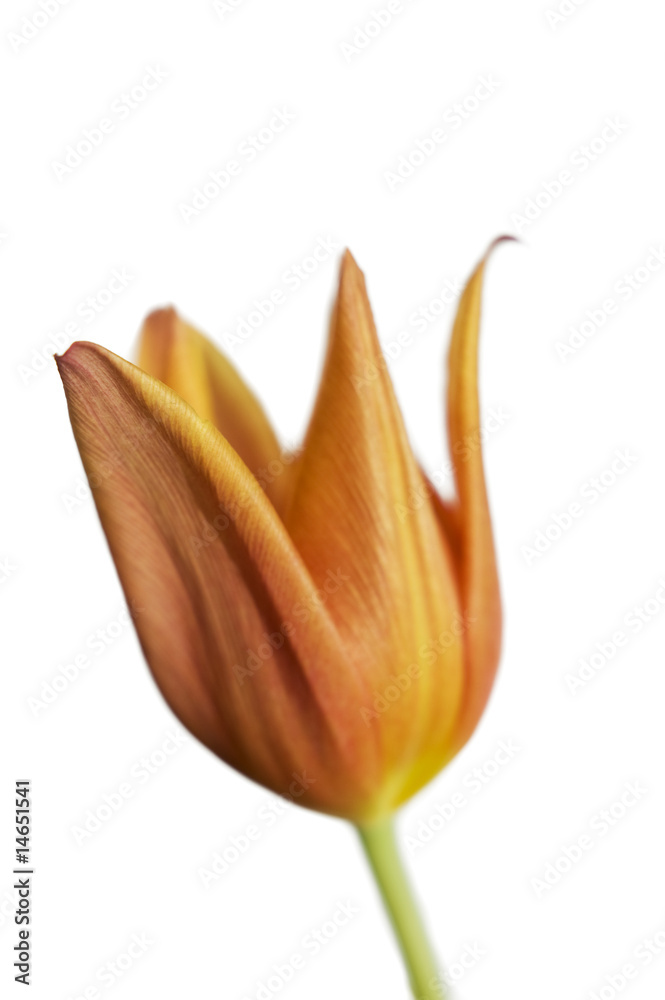 gelbe Tulpe gelbe Tulpe