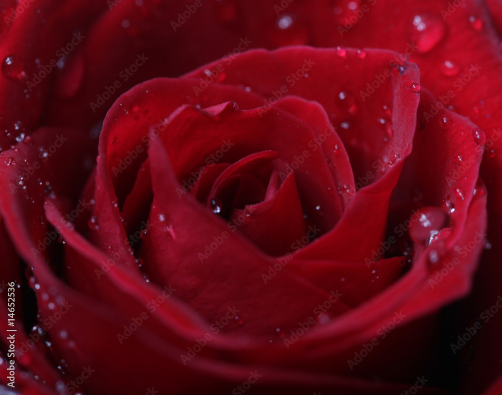 Macro image of dark red rose with water droplets. Macro image of dark red rose with water droplets.
