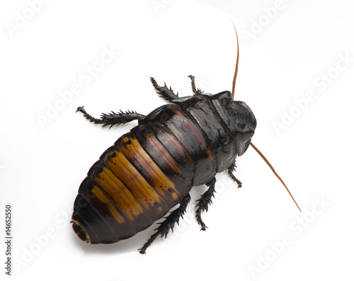 Cockroach on White
