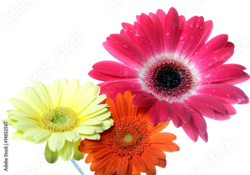 macro of a gerber daisy