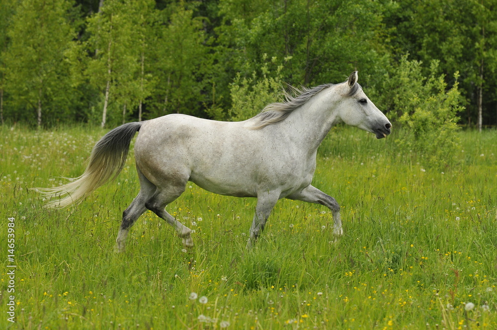 the white horse trots on the meadow