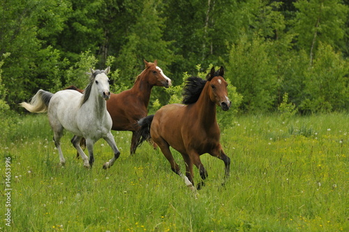 Galloping horses on the meadow in summer