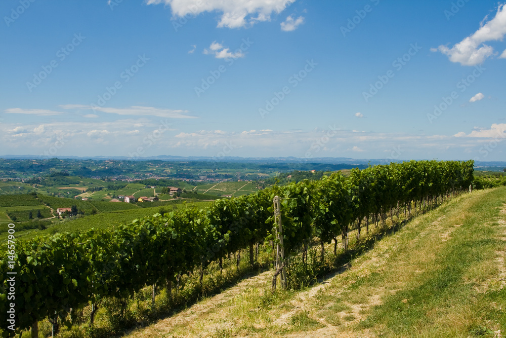 Naklejka premium Beautiful Vineyard Landscape in Italy