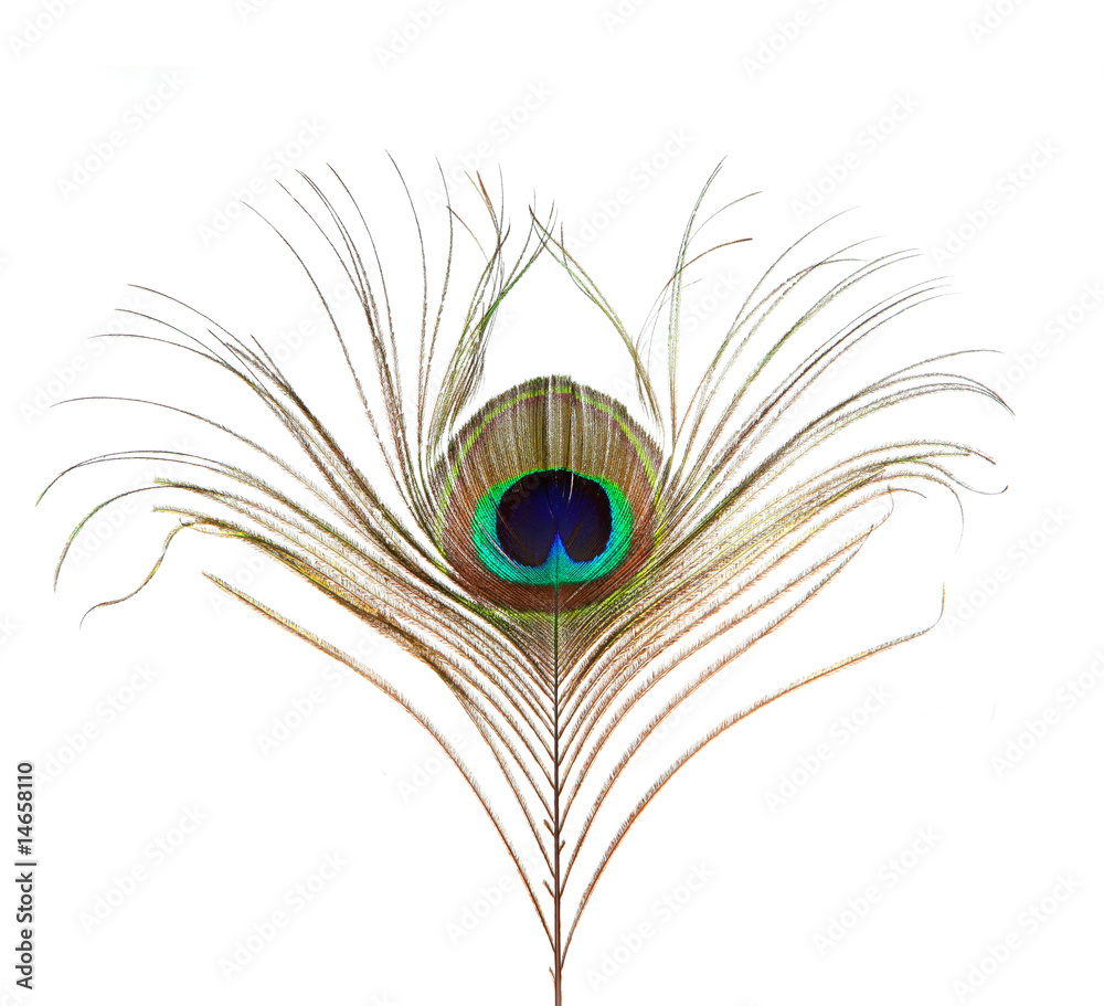 Obraz premium Peacock Feather Isolated