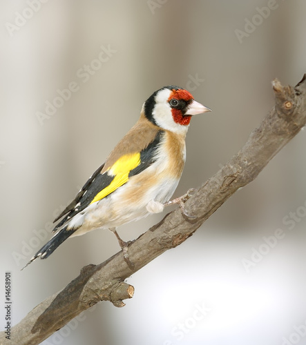goldfinch at the branch