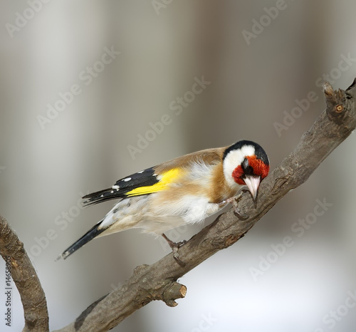 Fototapet goldfinch at the branch