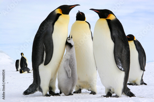 Antarctic : Emperor penguins, Lunch time