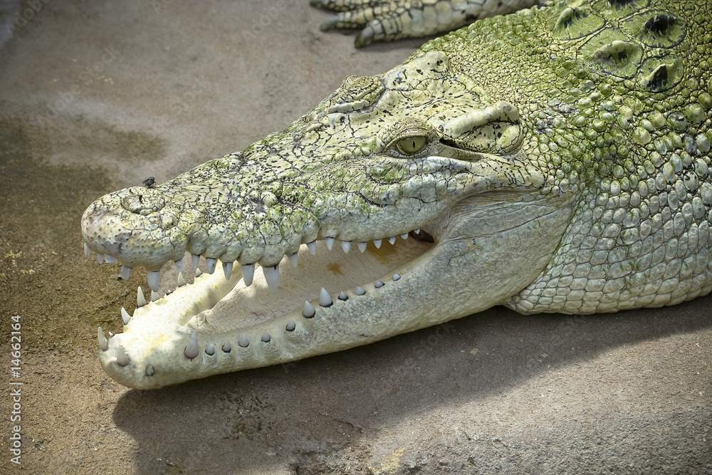 Obraz premium Schnapp mich