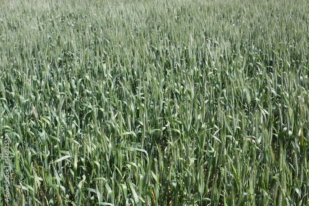field of wheat background field of wheat background