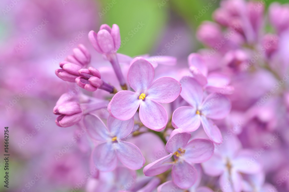 lilac flower