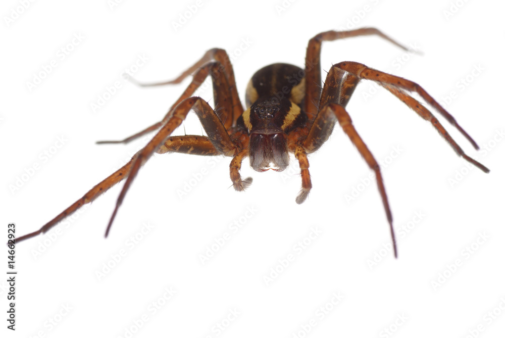 spider spider