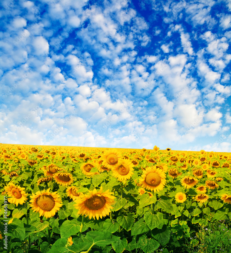 Fototapeta premium Field of sunflowers and blue sun sky