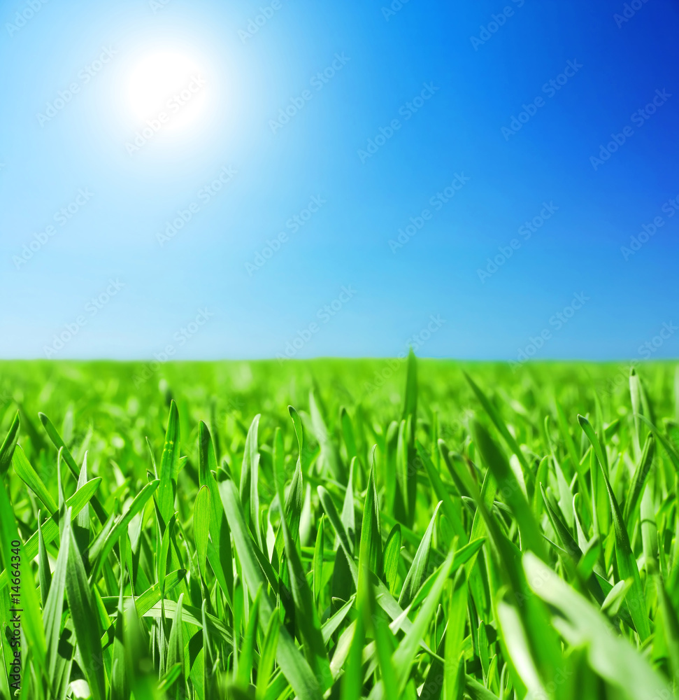 Obraz premium Grass
