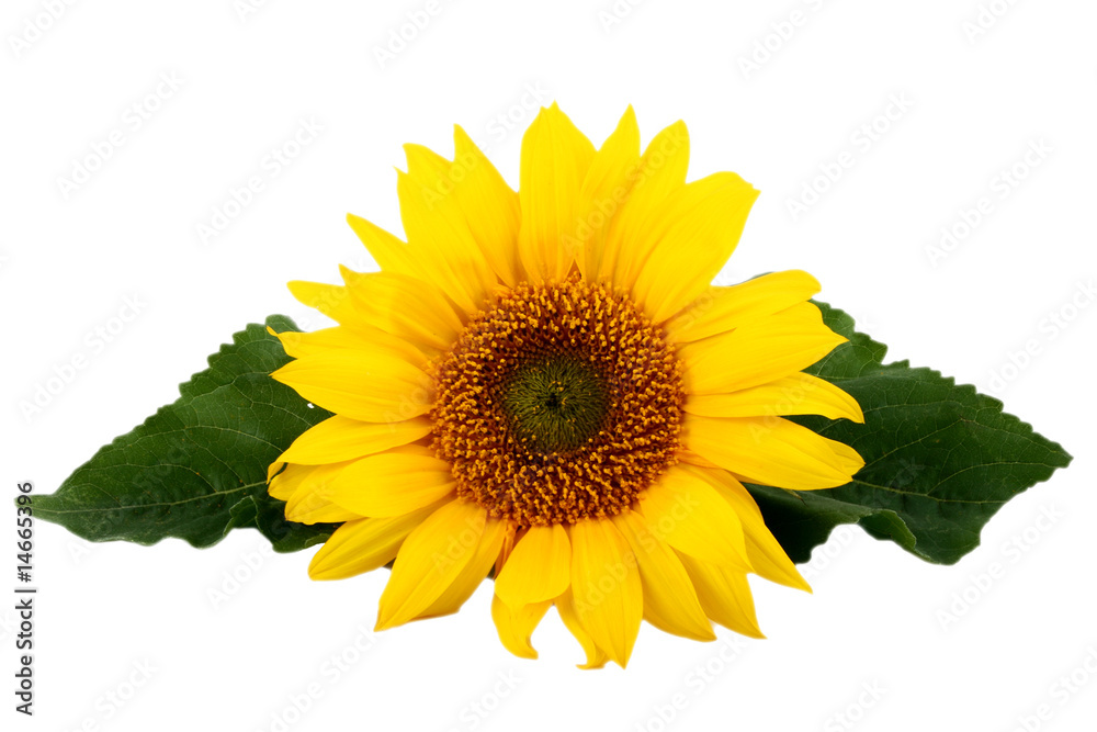 Obraz premium Sonnenblume mit Blättern