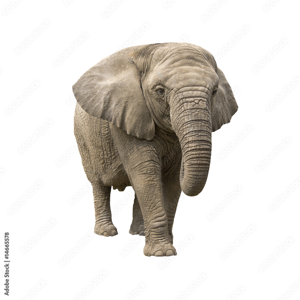Fototapeta premium elephant