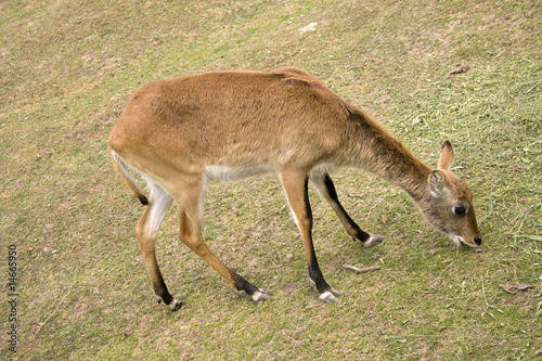 grazing impala antelope
