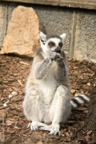 lemur