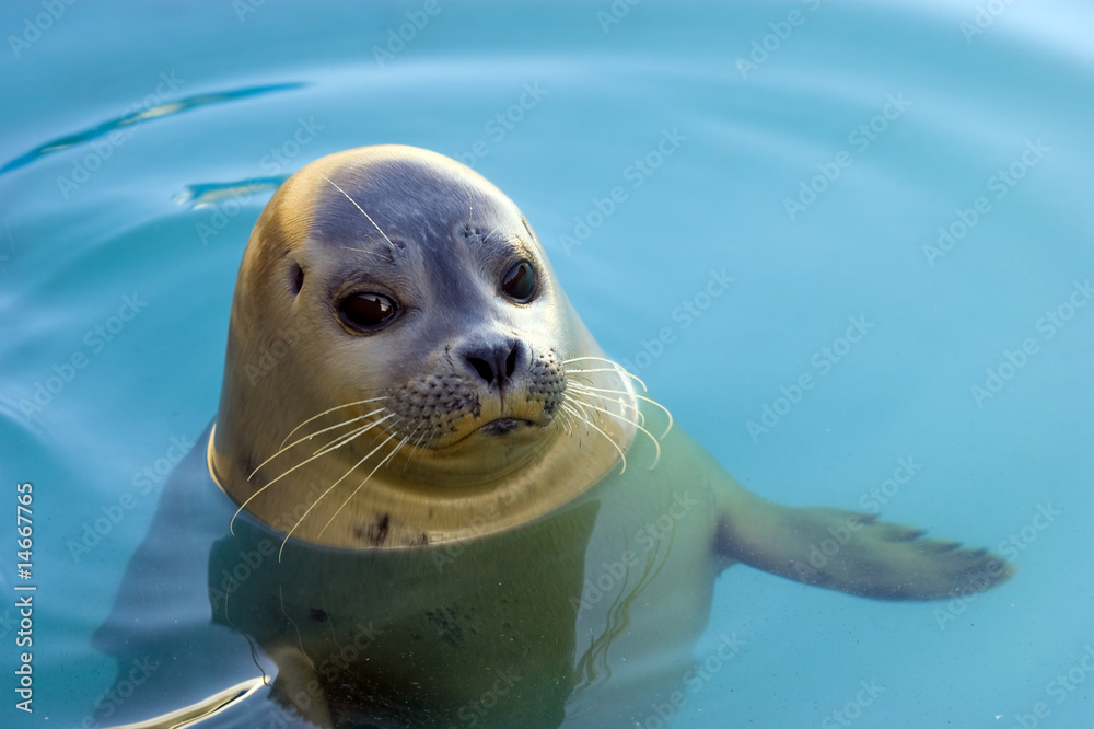 Obraz premium Harbour Seal