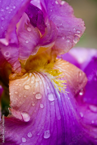Fototapeta Naklejka Na Ścianę i Meble -  Iris versicolor with dew drops-shallow dot