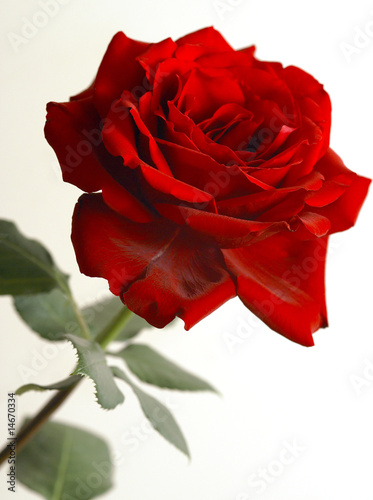 Floribunda Rose, Rosa floribunda, Hybrid rose, Rosaceae