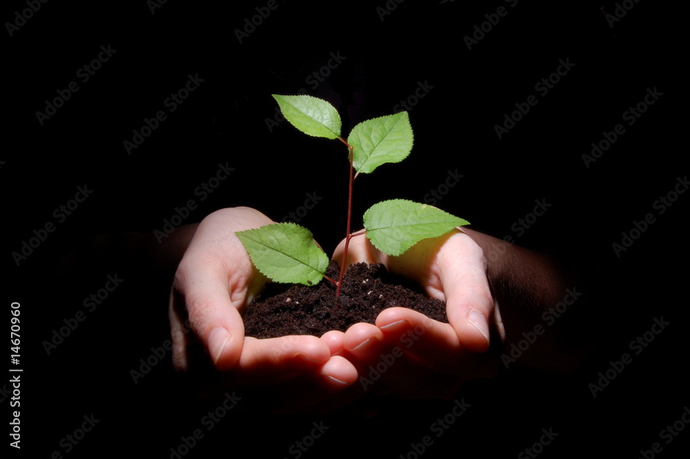 hands soil and plant showing growth hands soil and plant showing growth