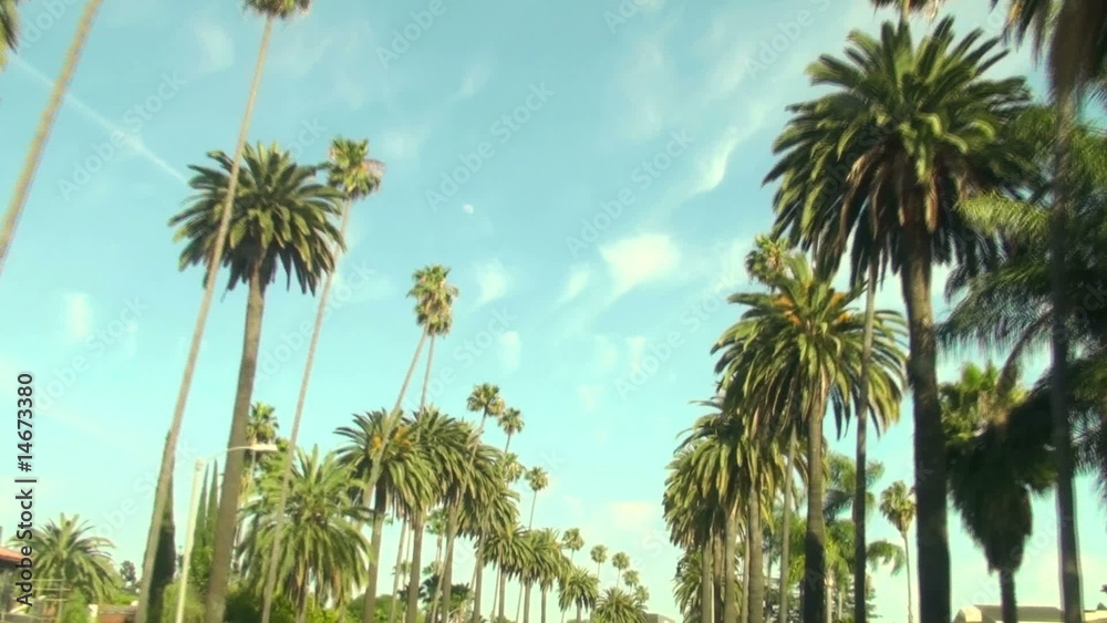 Beverly Hills palm trees - HD