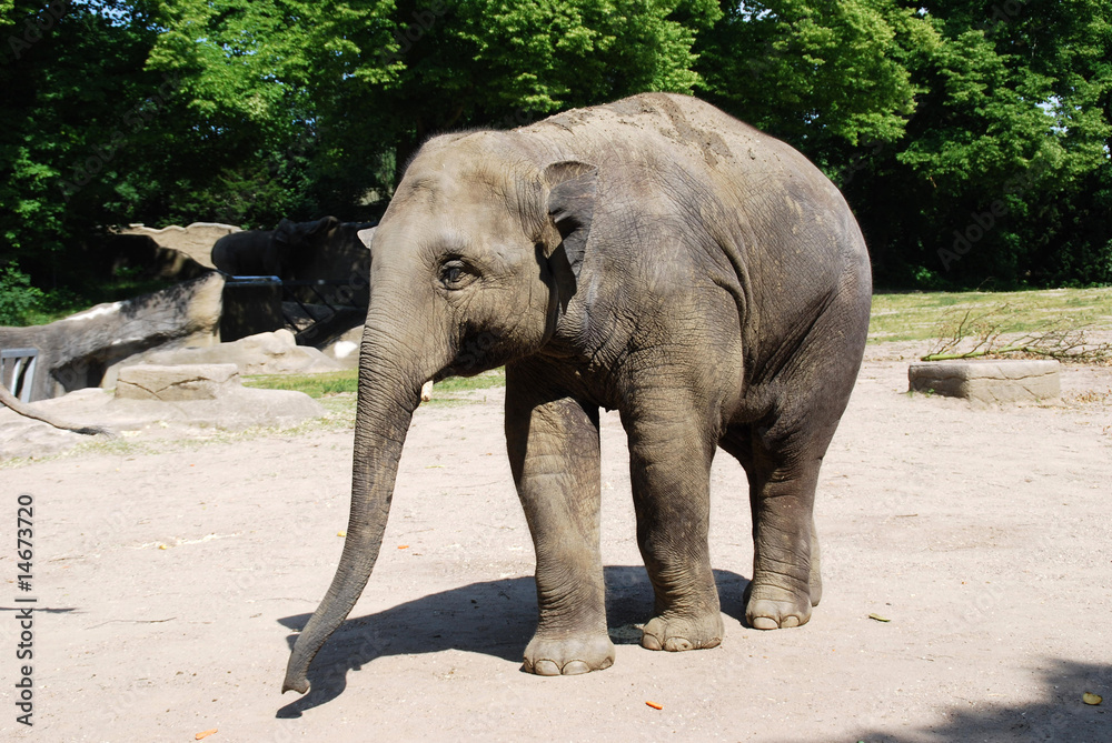 Junger, zufriedener Elefant im Tierpark Hamburg, Zoo