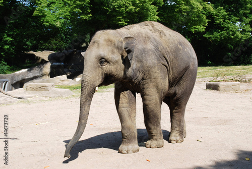 Junger  zufriedener Elefant im Tierpark Hamburg  Zoo